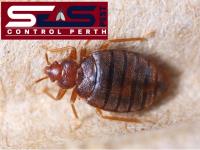 SES Bed Bugs control Perth image 4